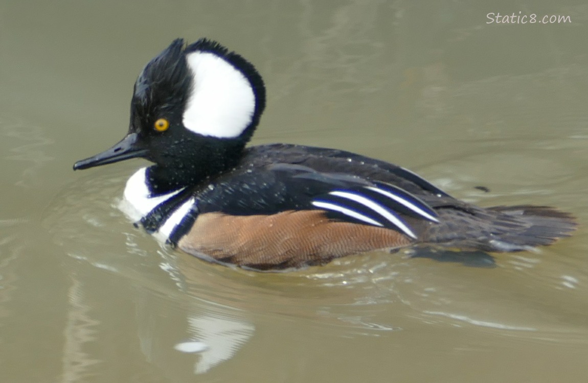 Male Hooded Merganser paddling on the water