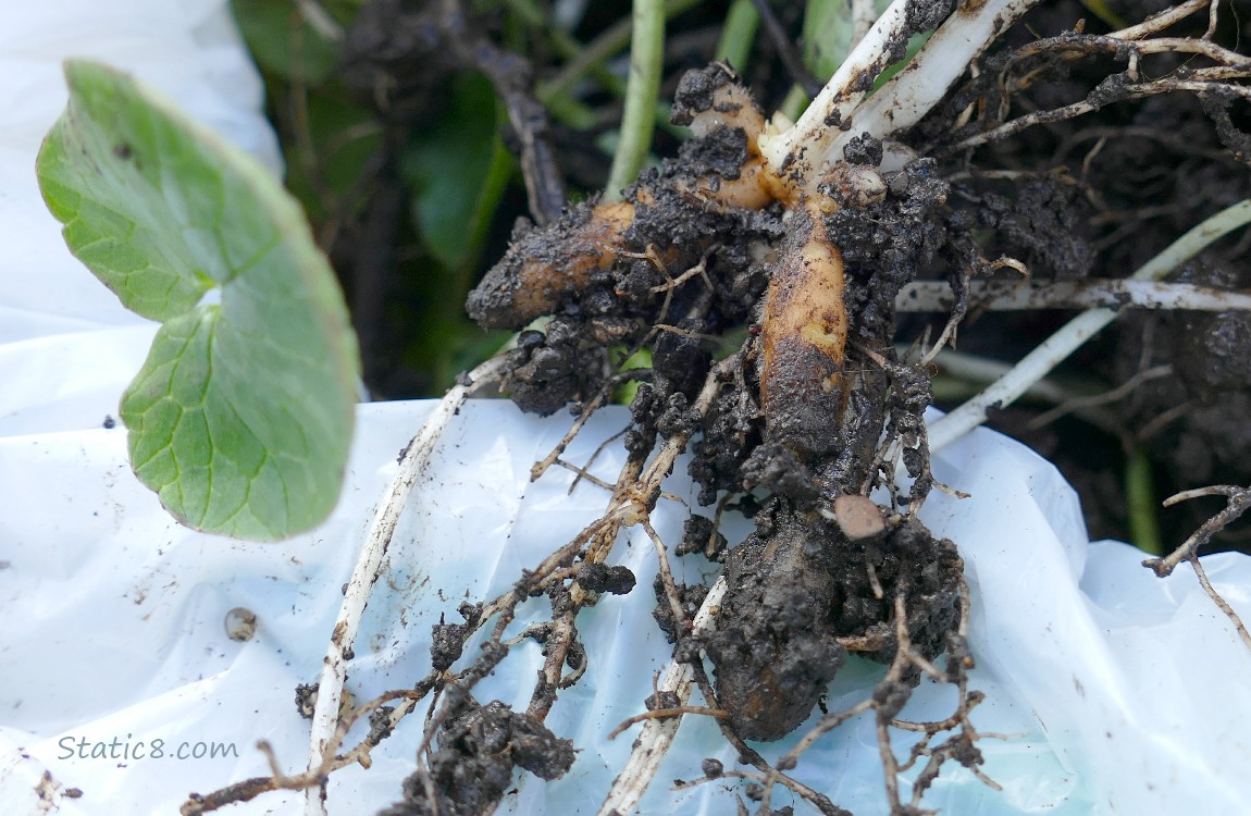 Lesser Celandine bulblets and a leaf