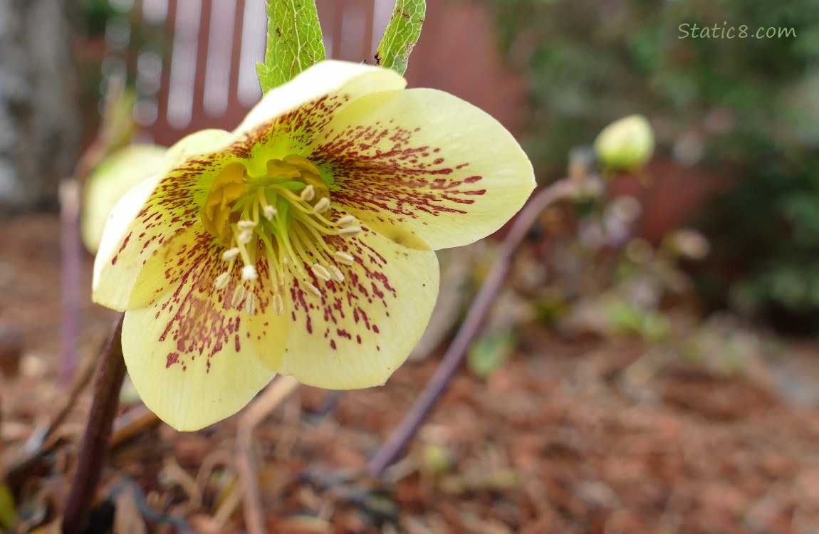 yellow Lenten Rose bloom