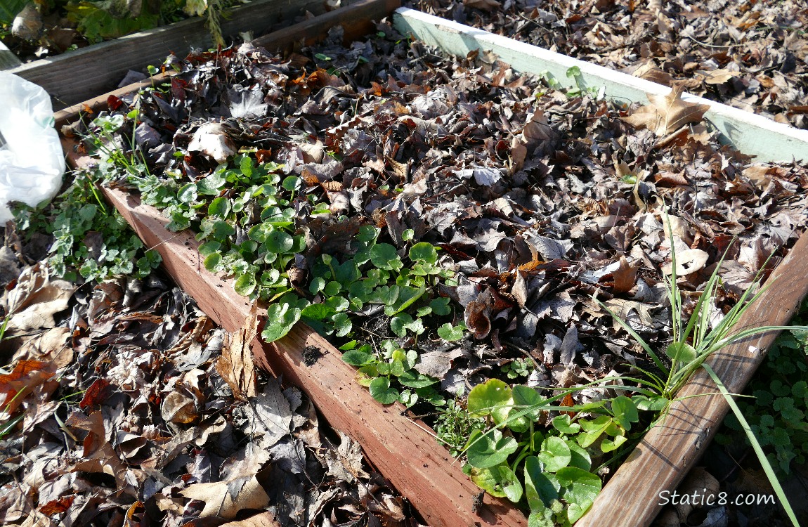 bed of Lesser Celandine