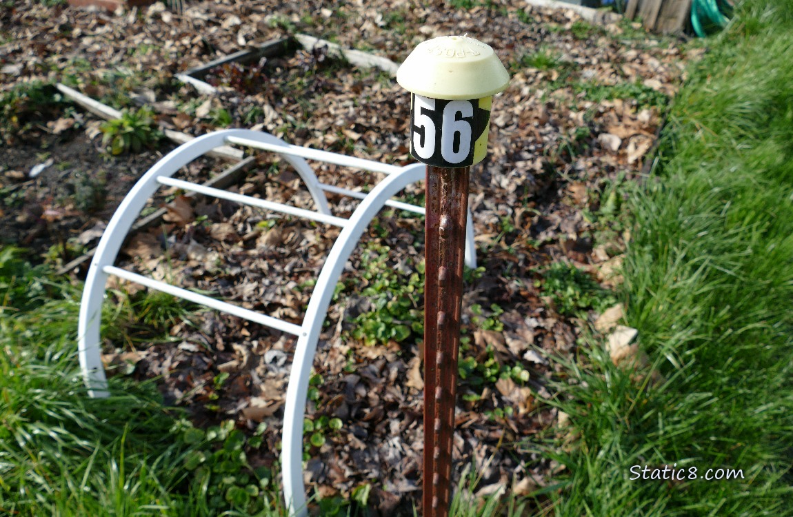 plot 56 with lesser celandine