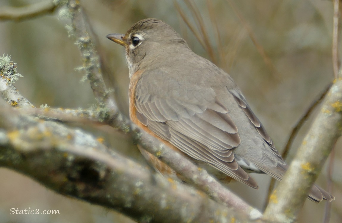 American Robin standing on a branch