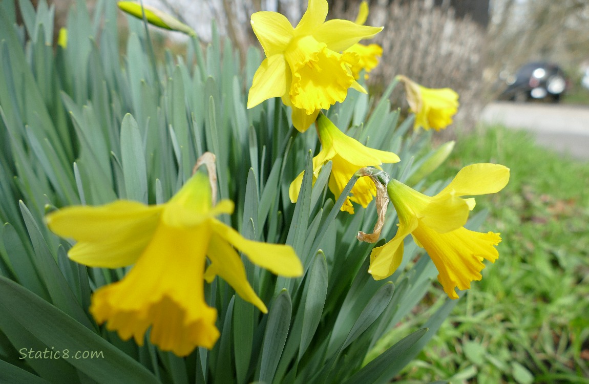 Daffodil blooms