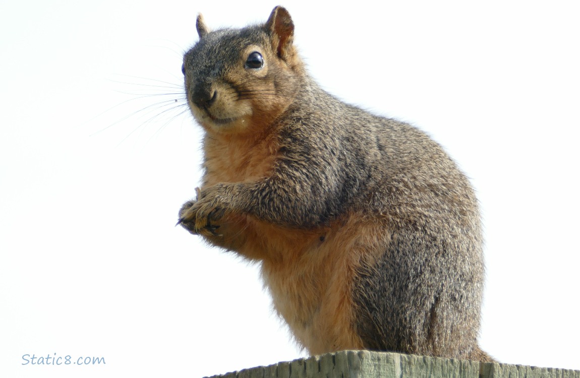 Squirrel standing at the top of a wood post
