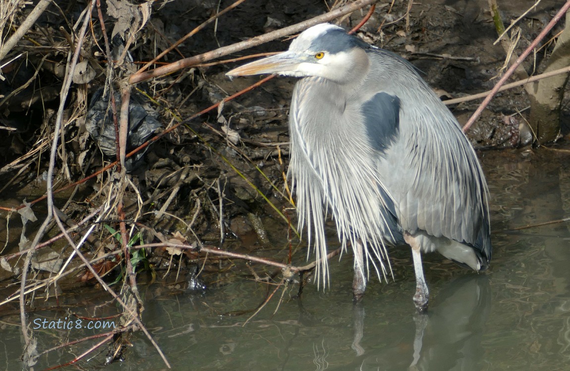Great Blue Heron standing in shallow water, next to the bank
