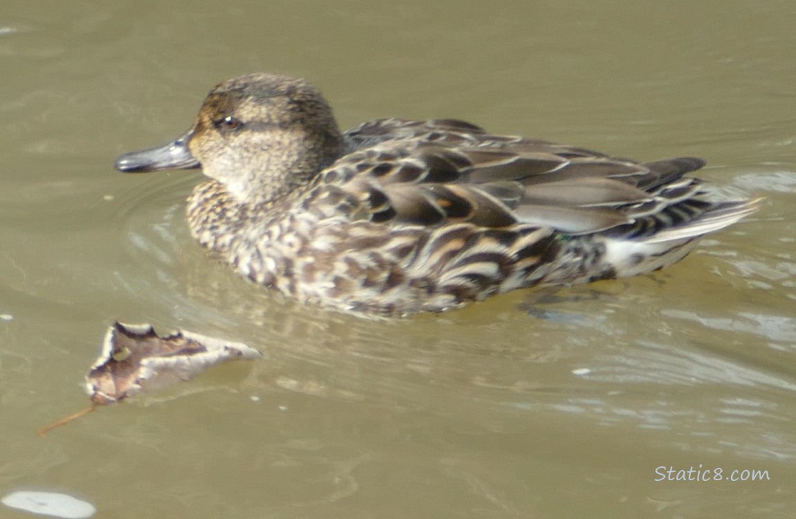 Green Wing Teal paddling on the water