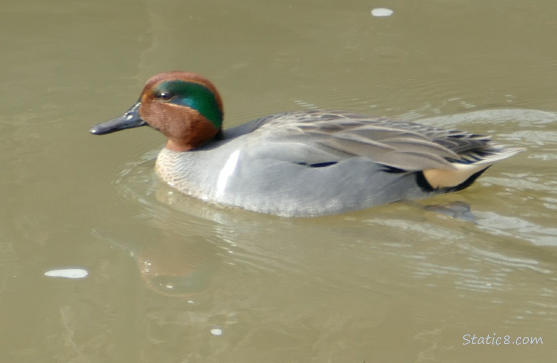 Green Wing Teal paddling on the water