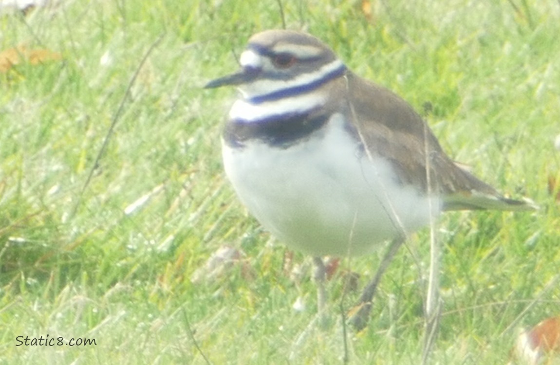 Killdeer standing in grass