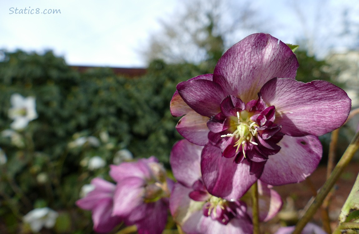 Purple Lenten Rose blooms