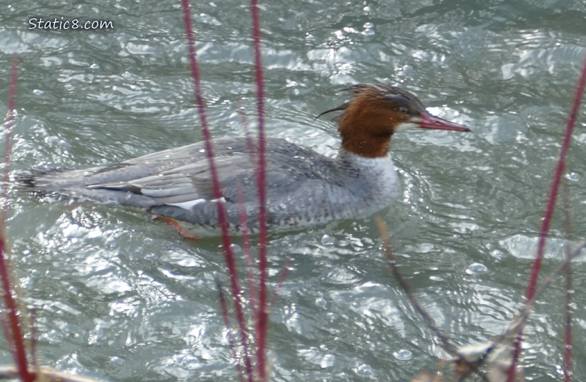 Common Merganser paddling on the water