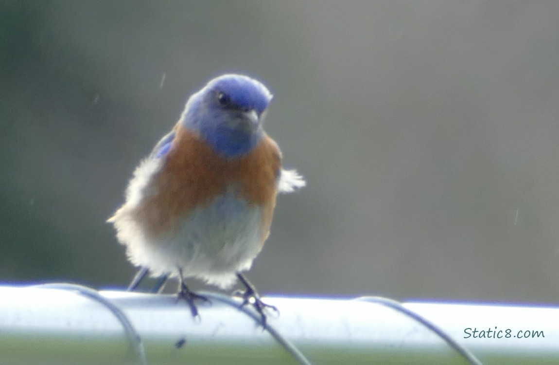 Western Bluebird standing on a metal fence
