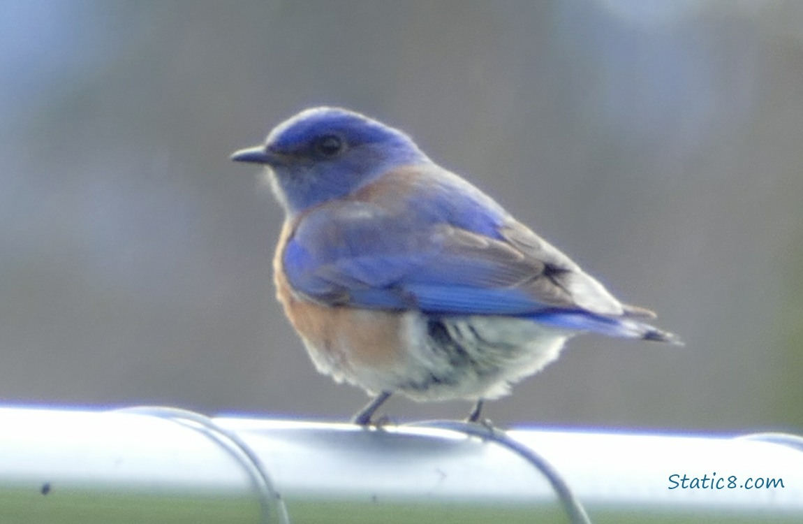 Western Bluebird standing on a metal fence