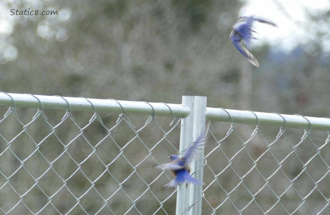Western Bluebirds flying with a chain link fence in the background