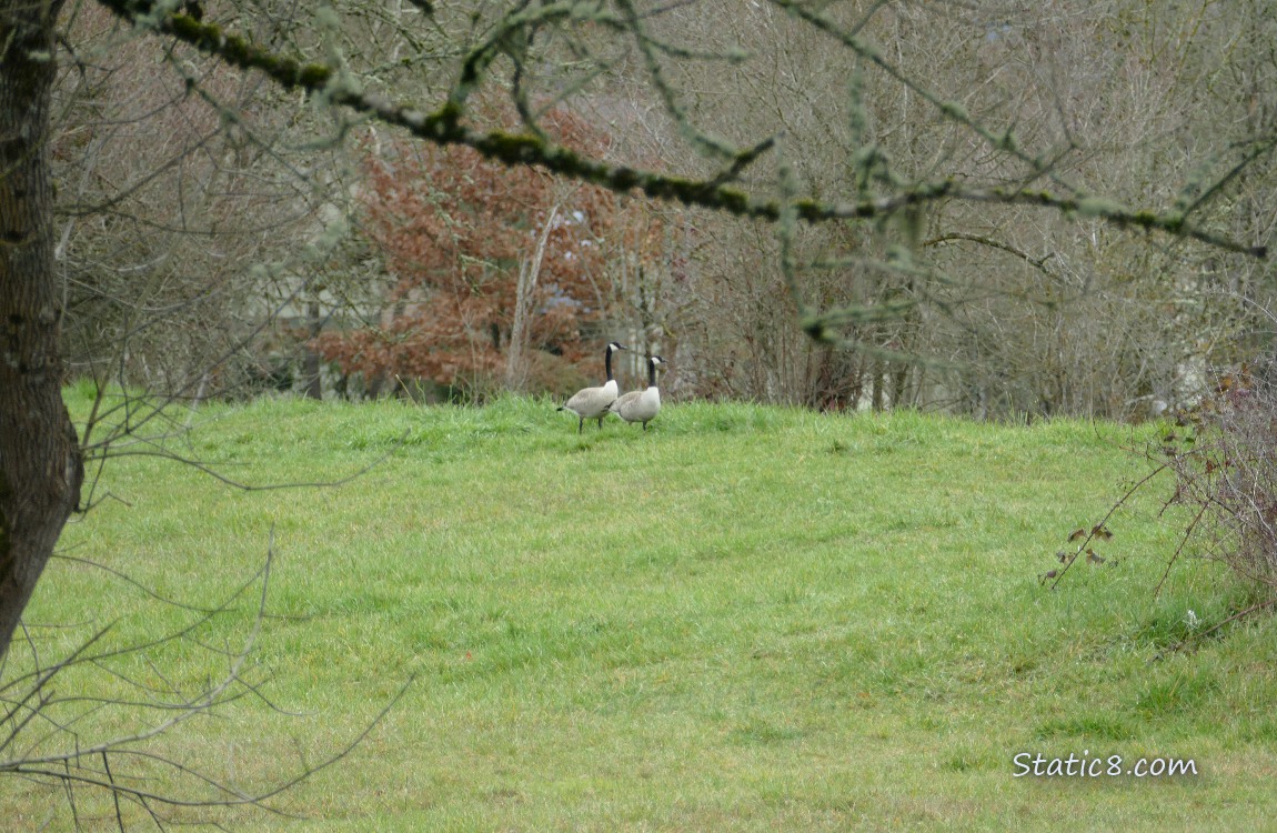 A pair of Canada Geese standing in the grass in the distance