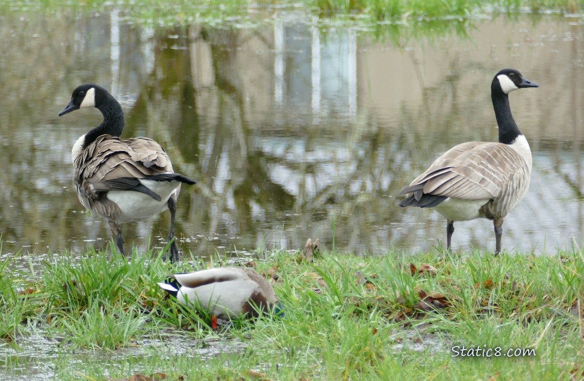 A pair of Canada Gees walking in a puddle next to a duck with his head down