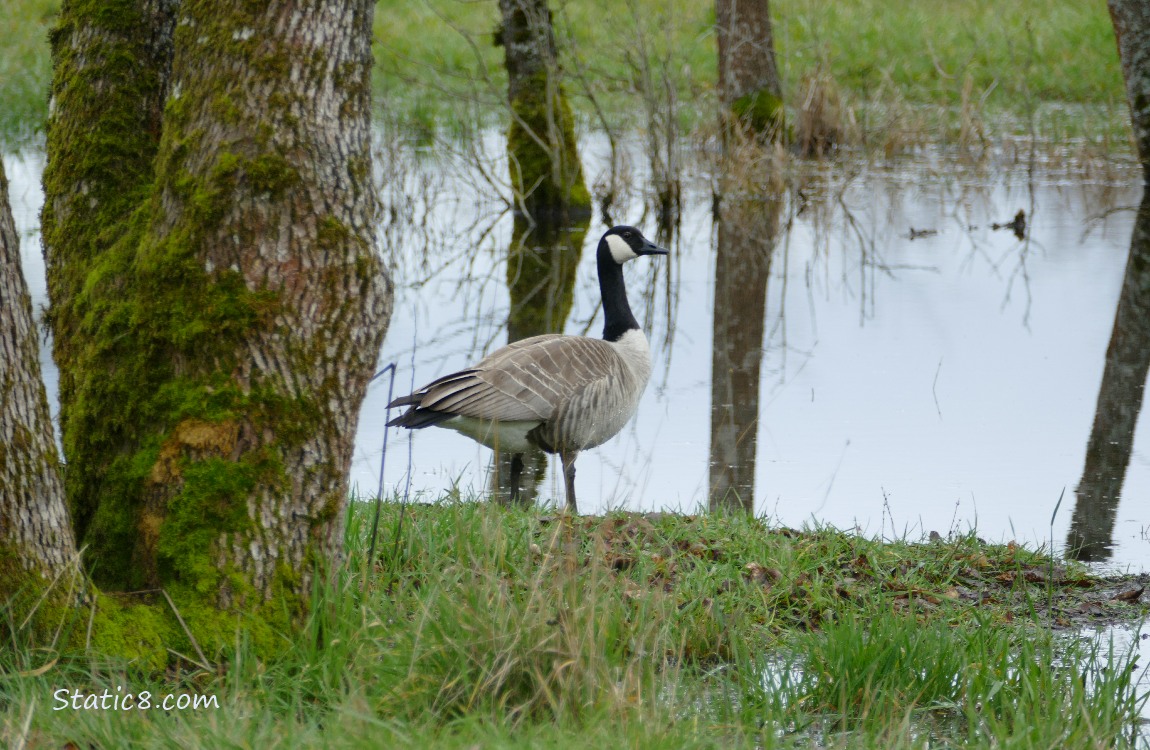 Canada Goose walking near a puddle under the trees