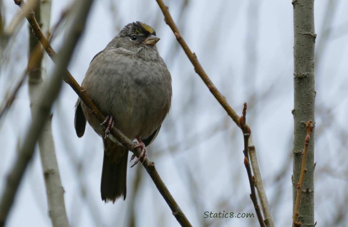 Golden Crown Sparrow standing on a twig