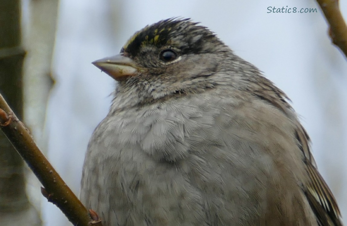 Close up of a Golden Crown Sparrow