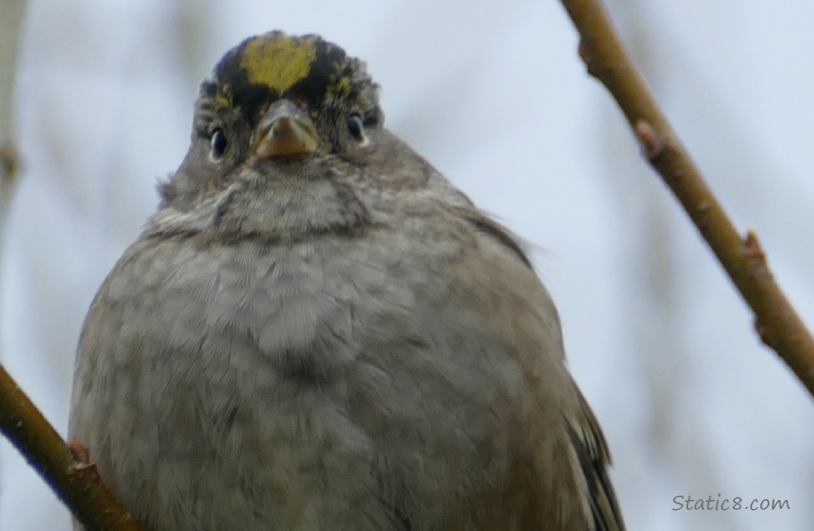 Close up of a Golden Crown Sparrow