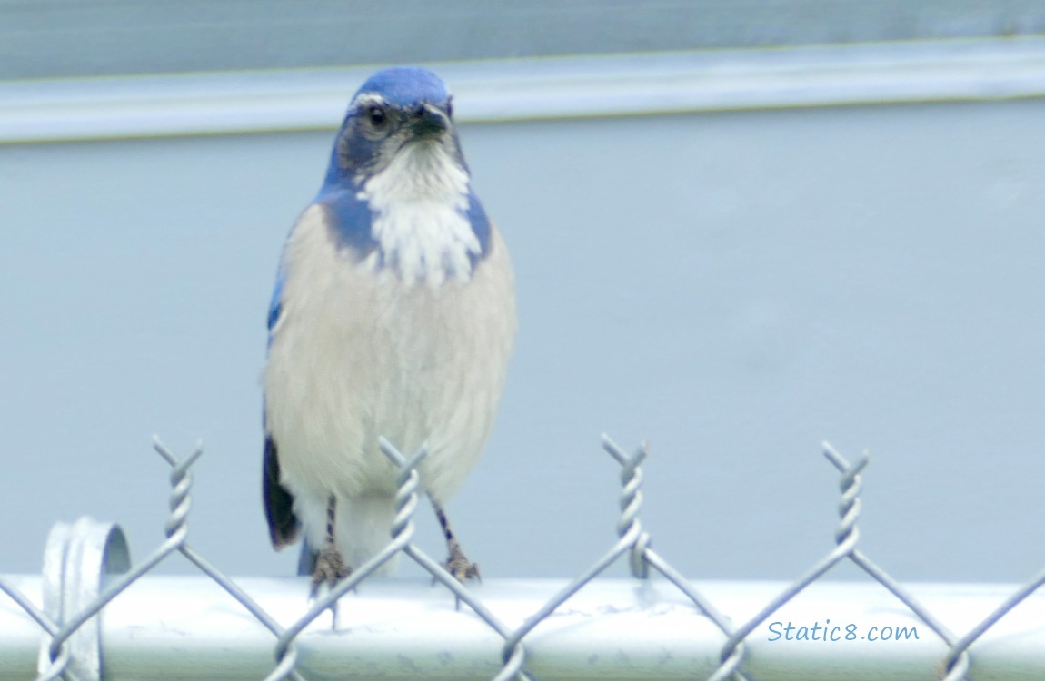 Scrub Jay standing on a chain link fence