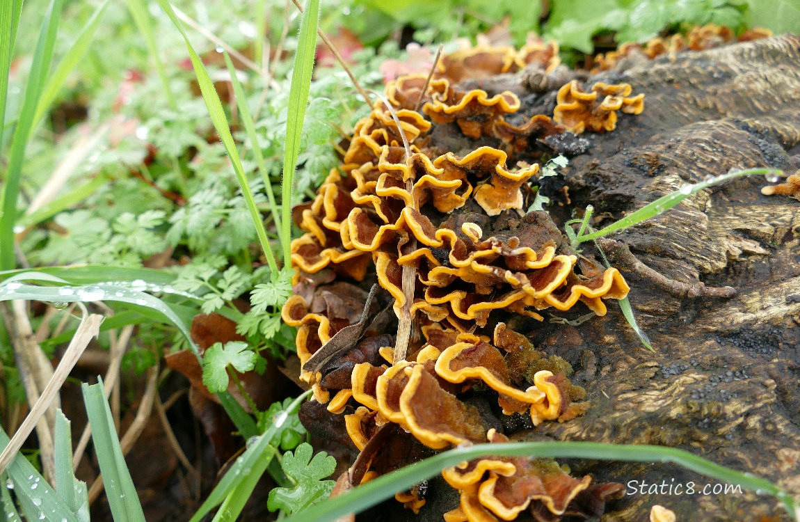 Turkey Tail fungus growing on a tree stump, surrounded by weeds and grass