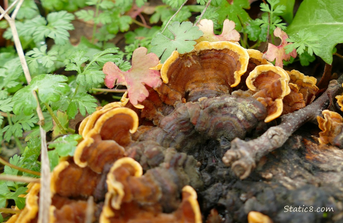 Turkey Tail fungus growing on a tree stump, surrounded by weeds