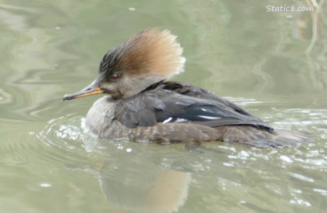 Female Hooded Merganser paddling on the water
