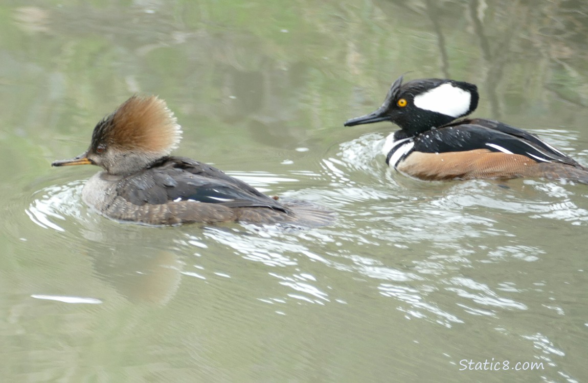 Female and male Hooded Mergansers paddling on the water