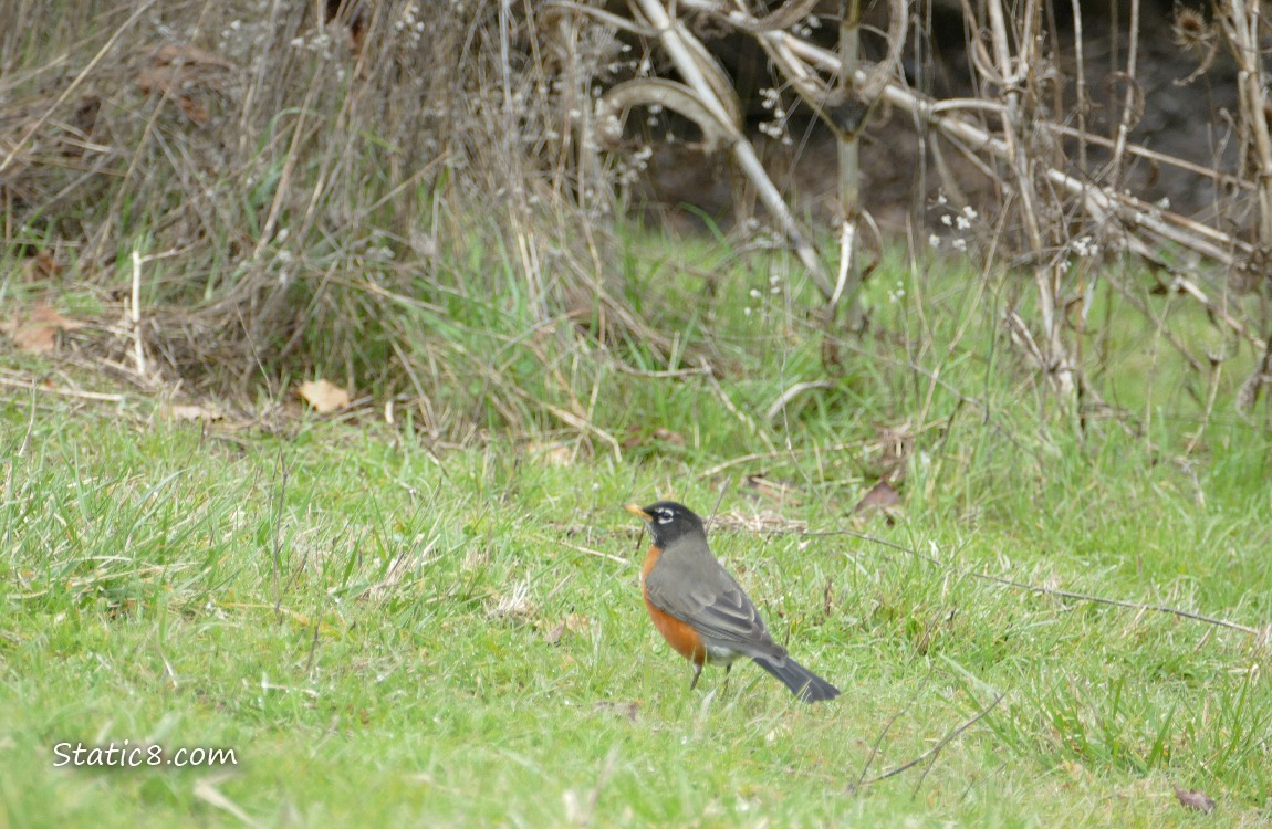 American Robin standing in the grass