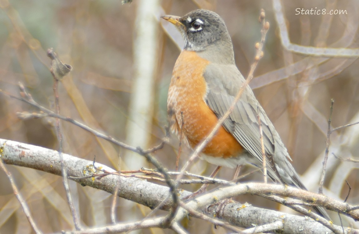 American Robin standing in a winter bare bush