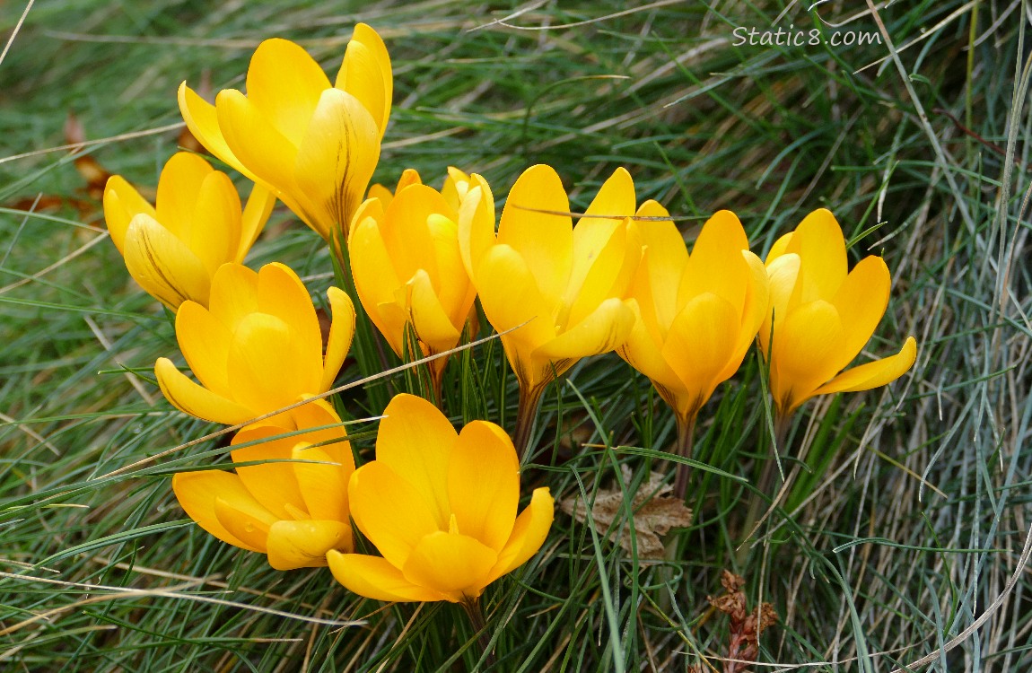Yellow Crocus blooms