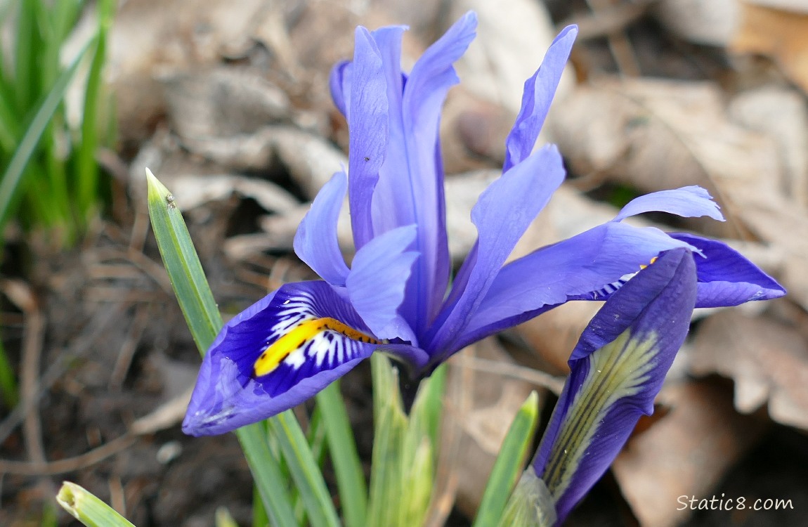 Purple Dwarf Iris bloom