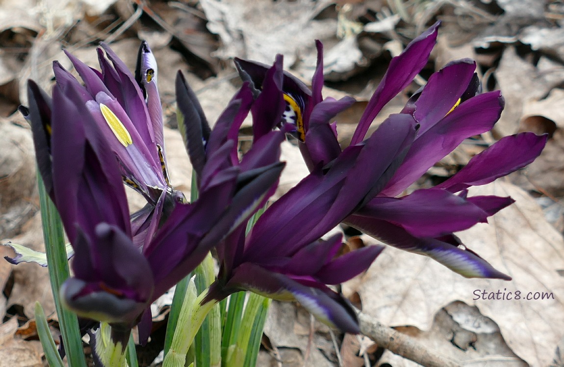 Dark purple Dwarf Iris blooms