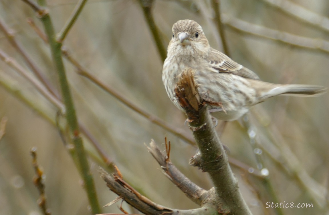 Female House Finch standing on a twig