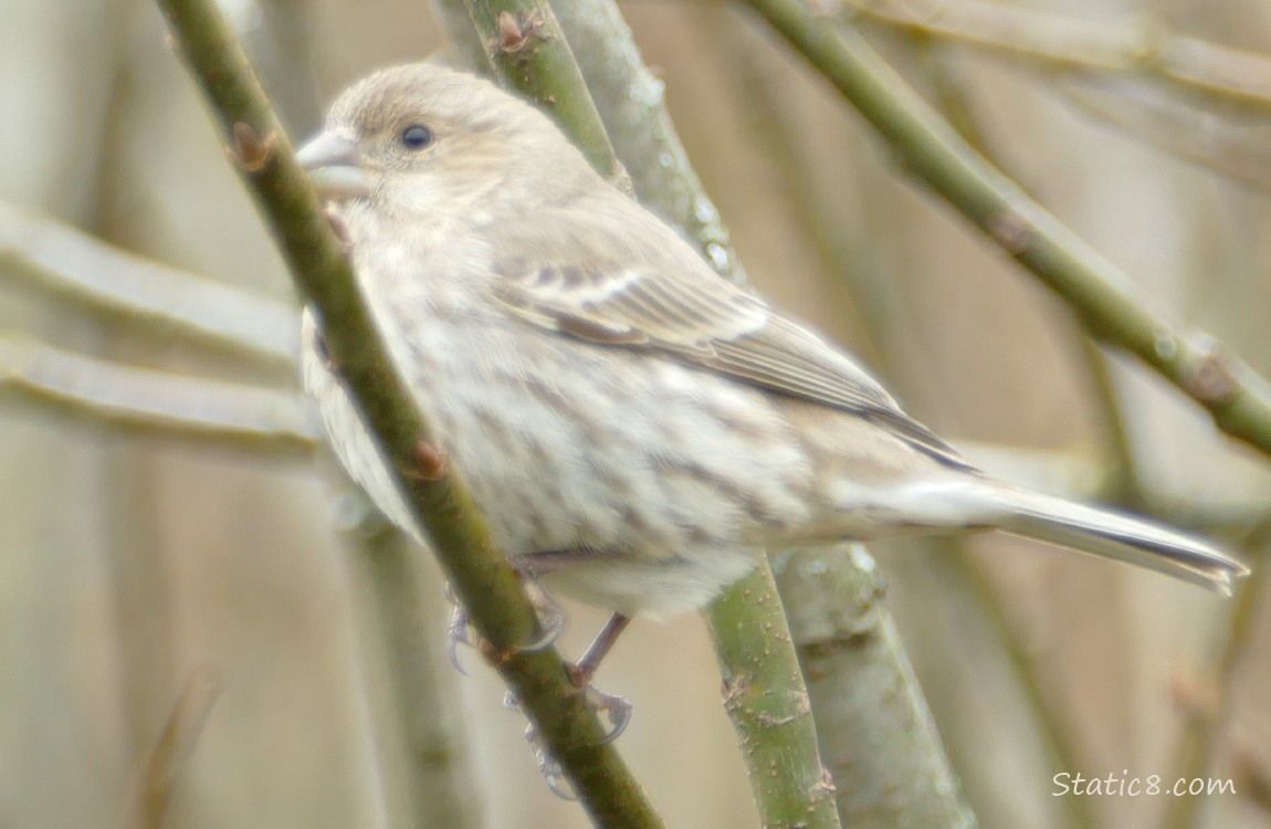 Female House Finch standing on a twig