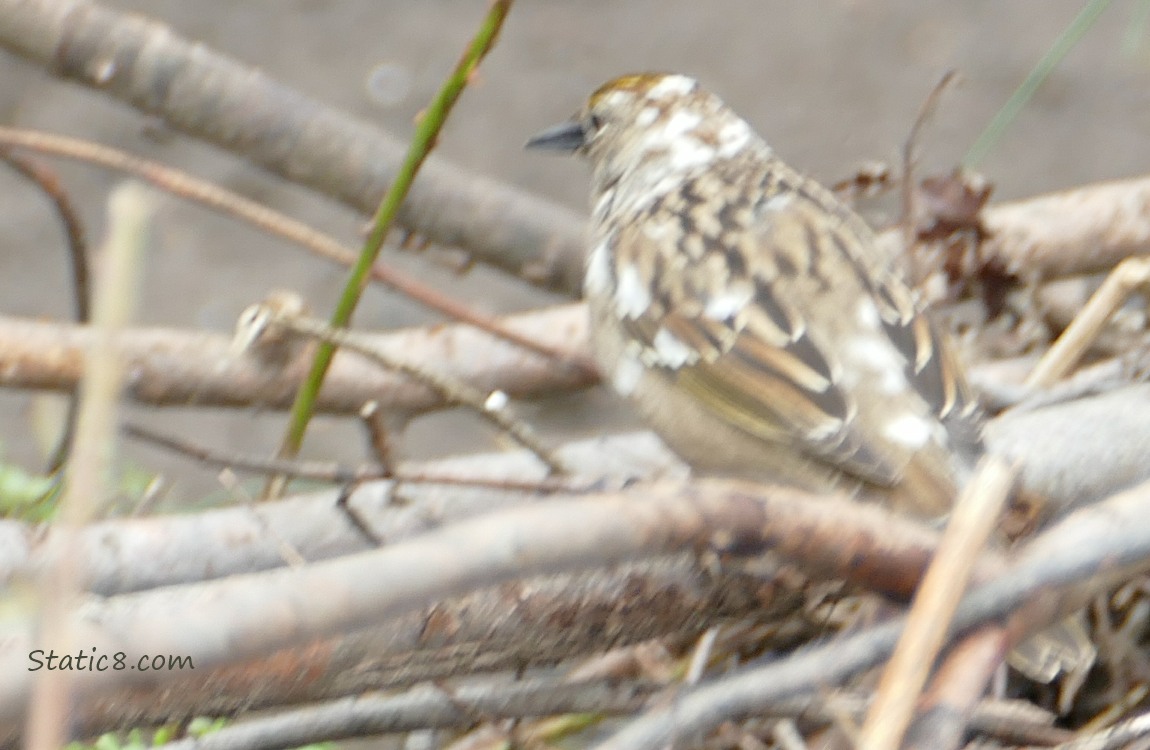 Golden Crown Sparrow with leucism