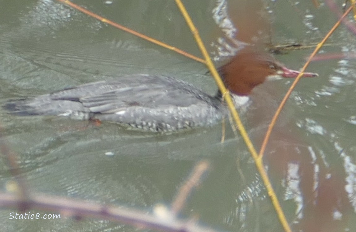 Common Merganser paddling on the water