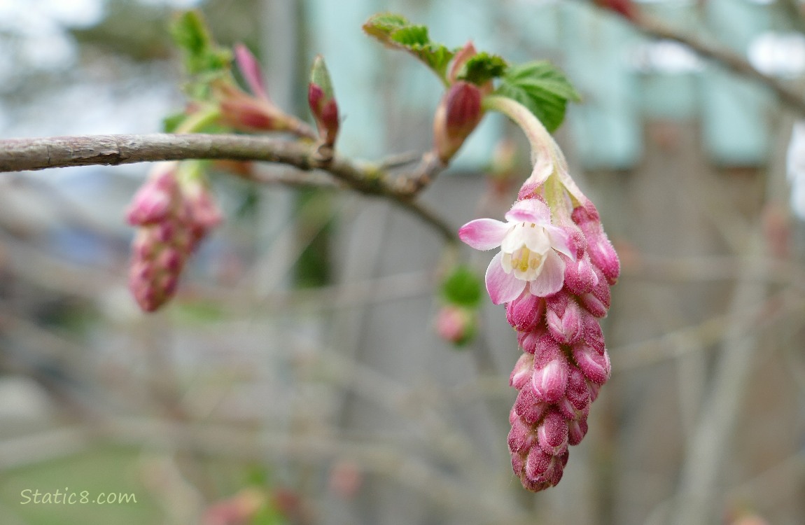 Red Flowering Currant bloom