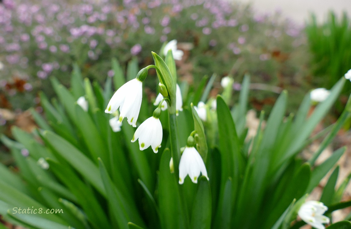 Snowdrop blooms with pink blooms in the background