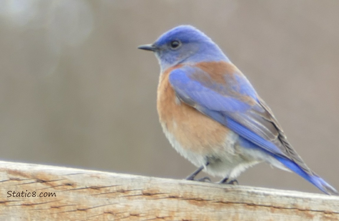 Western Bluebird standing on a wood fence