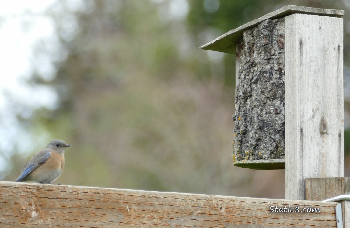 Bluebird standing on a wood fence near a nesting box