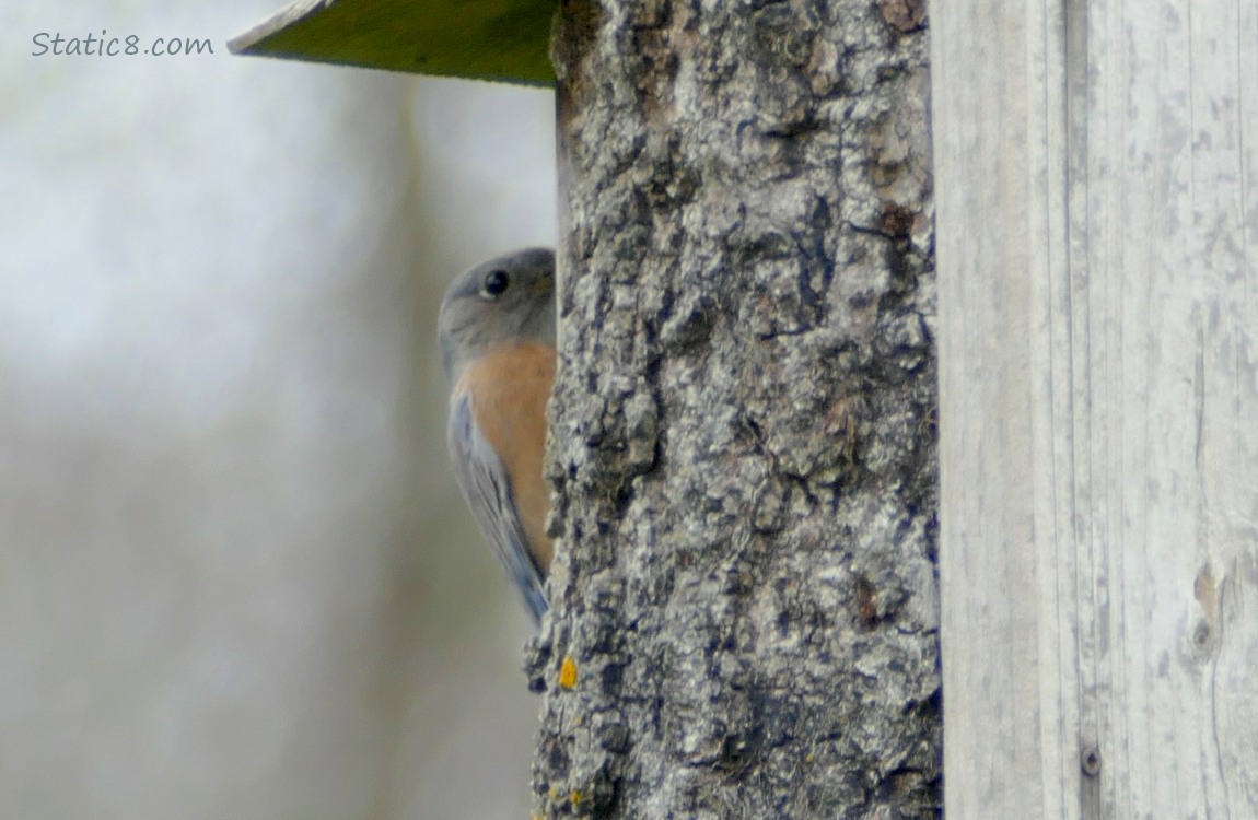 Bluebird standing on a nesting box