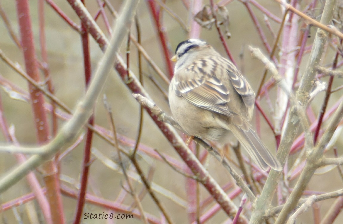 White Crown Sparrow standing among sticks