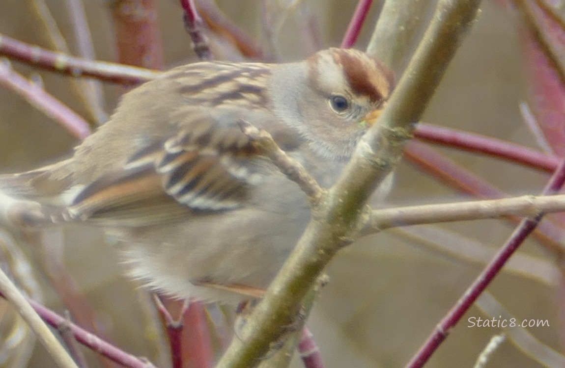 White Crown Sparrow standing among stick