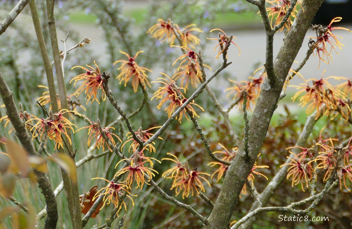 Witch Hazel blooms