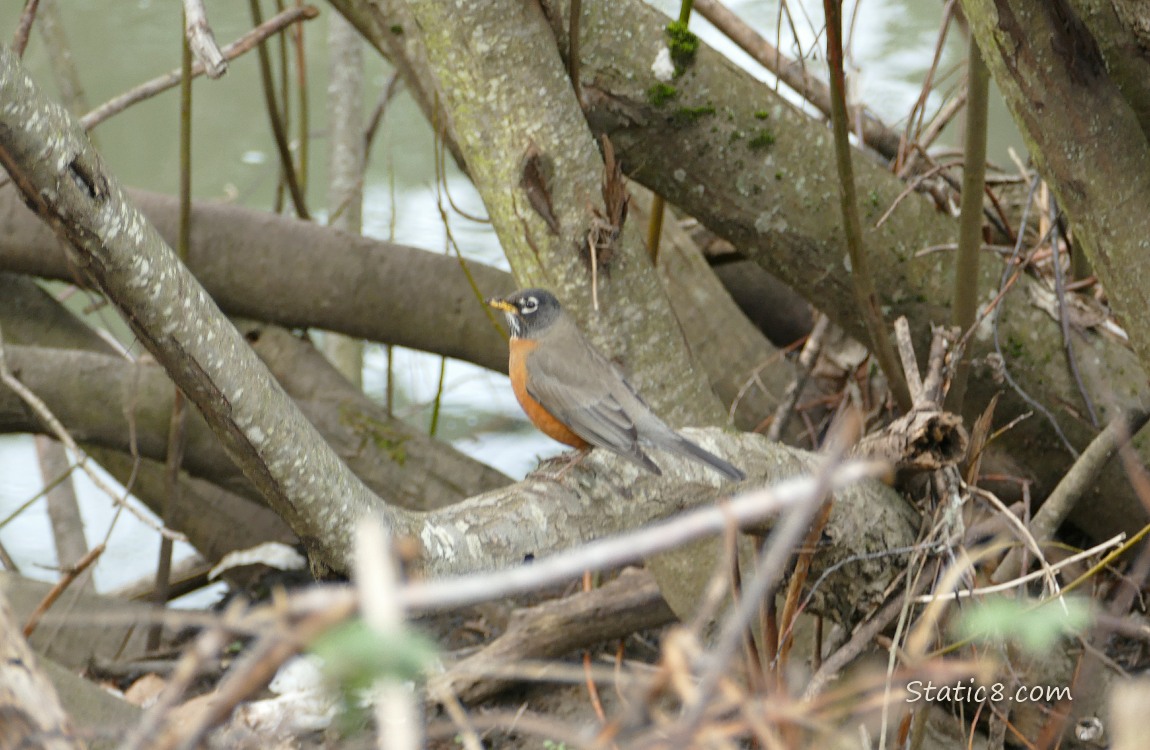 American Robin standing on a branch near the creek