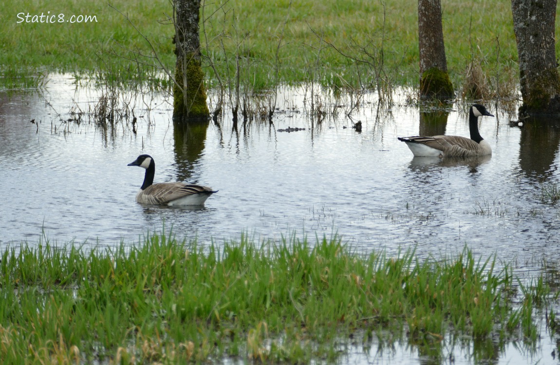 Canada Geese paddling on a puddle in the grass