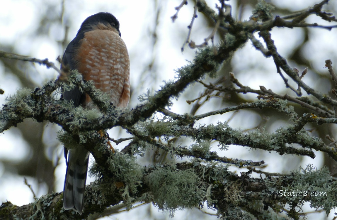 Cooper Hawk standing in a mossy tree