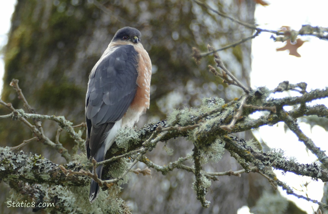 Cooper Hawk looking down from a mossy tree
