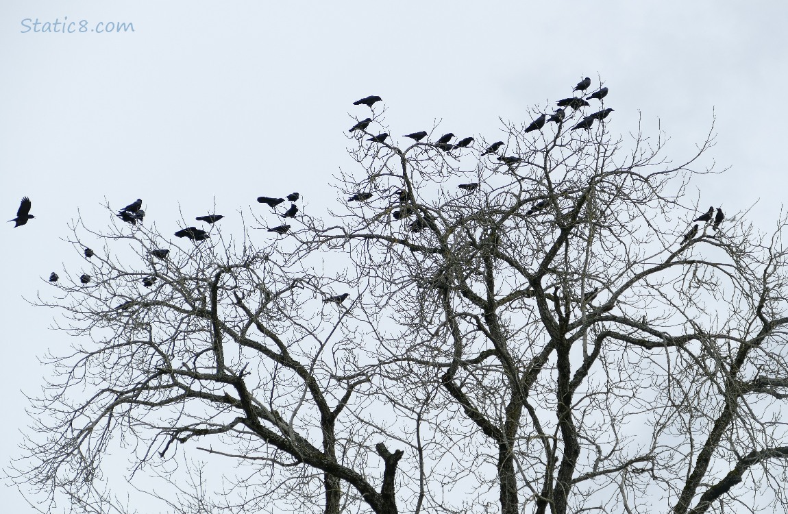 a couple dozen crows sitting in a winter bare tree